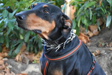 Açık havada siyah köpek 