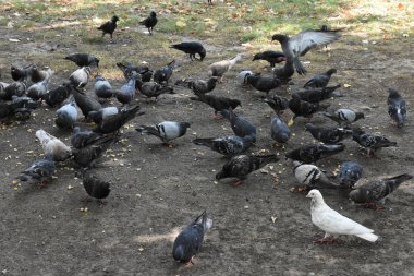 açık havada yemek güvercinler yakın çekim 