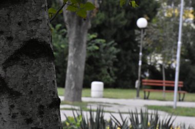 Huş ağacı yakın çekim 