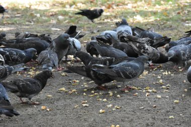 açık havada yemek güvercinler yakın çekim 