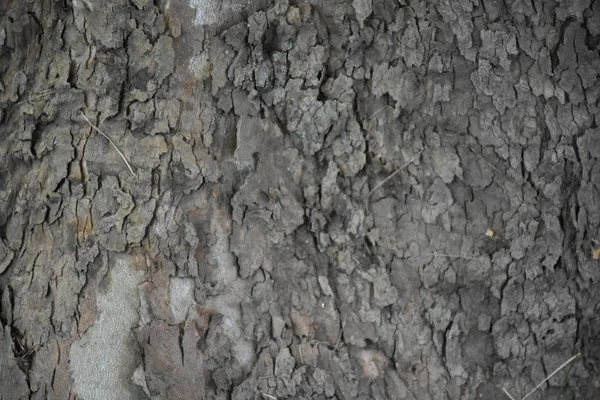 Casca Árvore Perto — Fotografia de Stock