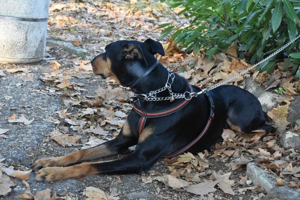 Μαύρο Σκυλί Εξωτερικούς Χώρους Κοντινό — Φωτογραφία Αρχείου
