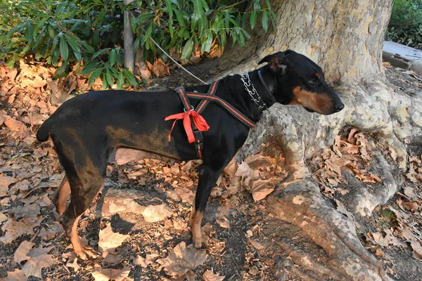 Perro Negro Aire Libre Cerca —  Fotos de Stock