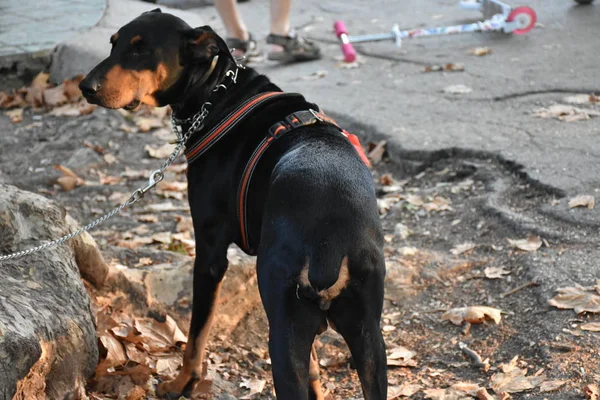 Perro Negro Aire Libre Cerca —  Fotos de Stock