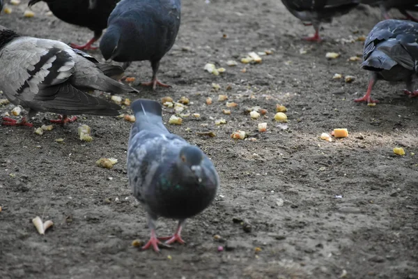 Tauben Fressen Freien Aus Nächster Nähe — Stockfoto