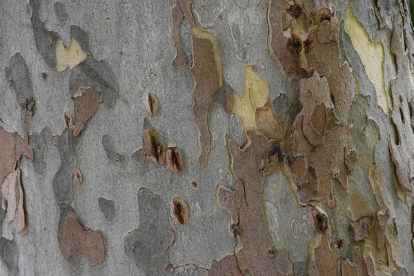 Trädbark Nära Håll — Stockfoto