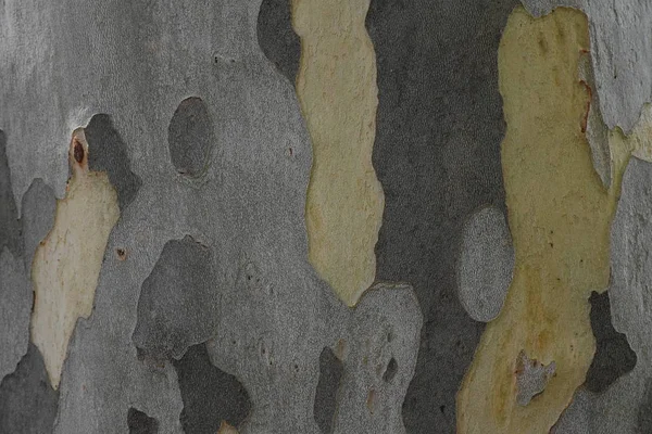 Ağaç Kabuğu Yakın — Stok fotoğraf