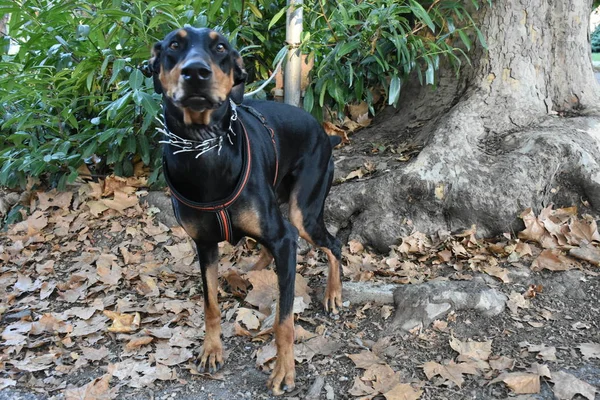 Zwarte Hond Buitenshuis Close — Stockfoto