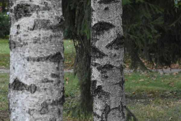 Birch Tree Close — Stock Photo, Image