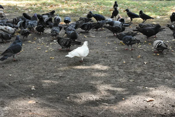 Pombos Comendo Livre Fechar — Fotografia de Stock