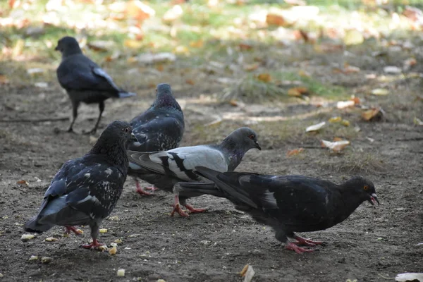 Tauben Fressen Freien Aus Nächster Nähe — Stockfoto