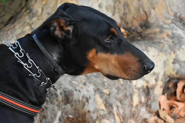 Perro Negro Aire Libre Cerca — Foto de Stock