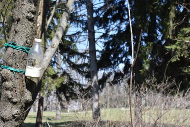 Plastik şişeden kuş yemi.