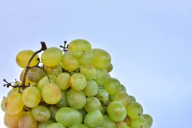 beyaz sulu olgun üzüm 