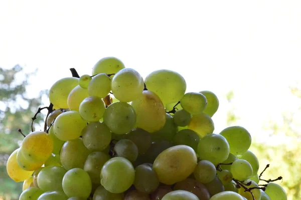 Winogrona Dłoni Bliska — Zdjęcie stockowe