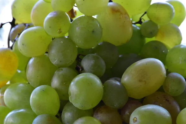 Grapes Hand Close — Stock Photo, Image