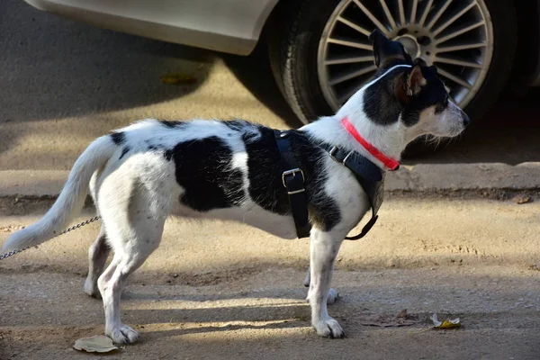 Собака Черная Белая — стоковое фото