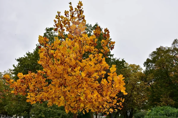 Höst Löv Höst Säsong Flora — Stockfoto