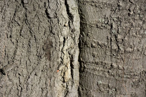 Baumrindenstruktur Aus Nächster Nähe — Stockfoto