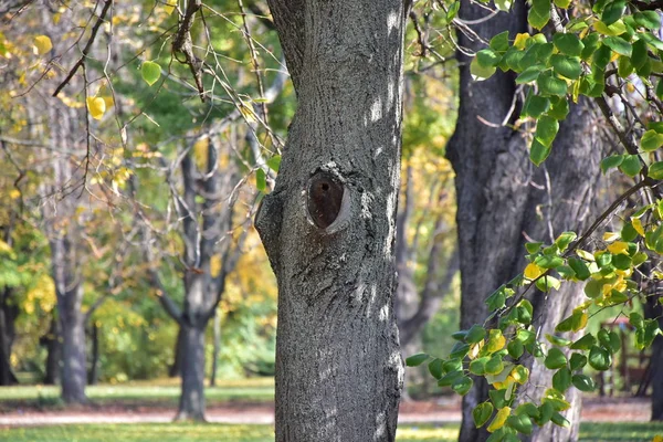 Drzewa Leśne Przyroda Sezon Letni — Zdjęcie stockowe