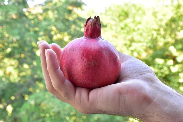 Granatapfel Der Hand Vor Einem Hintergrund Der Landschaft — Stockfoto