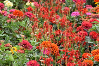 Çiçek tarlasında kırmızı çiçekler