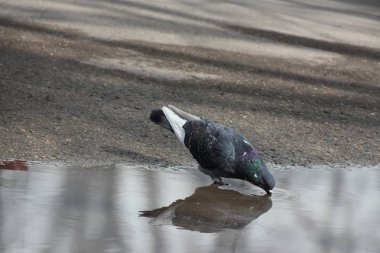 Bir yaz günü parkta güvercin kuşunun yakın çekimi.