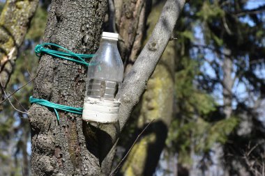 Plastik şişeden kuş yemi.