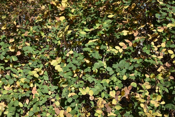 Close View Bush Green Yellow Leaves —  Fotos de Stock