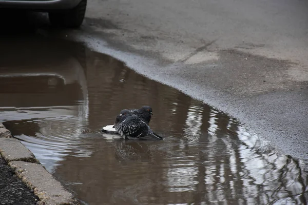 Close Shot Pigeon Birds Park Summer Day — Fotografia de Stock