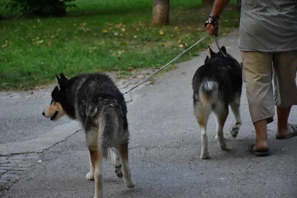 Beau Chien Dans Rue — Photo