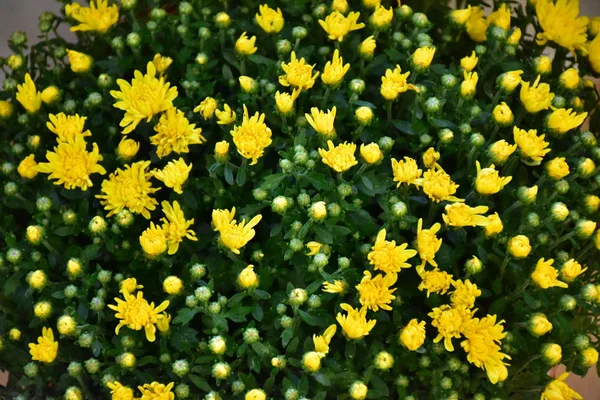 Gyönyörű Virágok Táj Hátterében — Stock Fotó