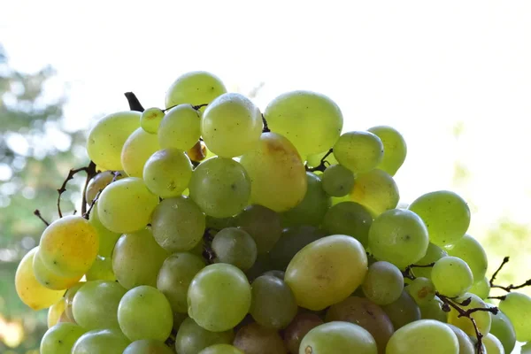 Grapes Hand Close — Stock Photo, Image