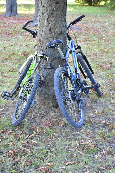 Cykel Parken Grönt Landskap — Stockfoto