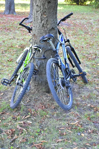 Vélo Dans Parc Paysage Vert — Photo