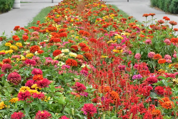 Red Flowers Flowerbed — Stock Photo, Image