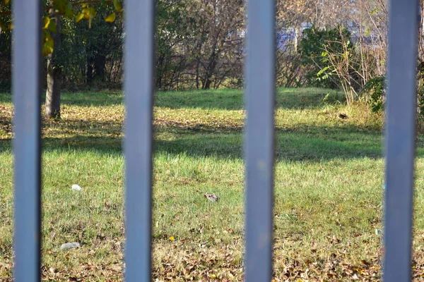 Vacker Bakgrund Och Vacker Konsistens — Stockfoto