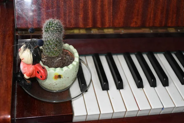 Cactus Flower Which Stands Piano — Foto de Stock