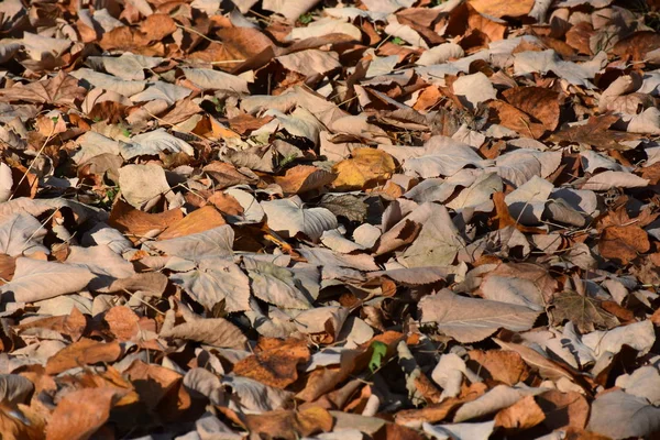 Foglie Secche Sull Erba — Foto Stock