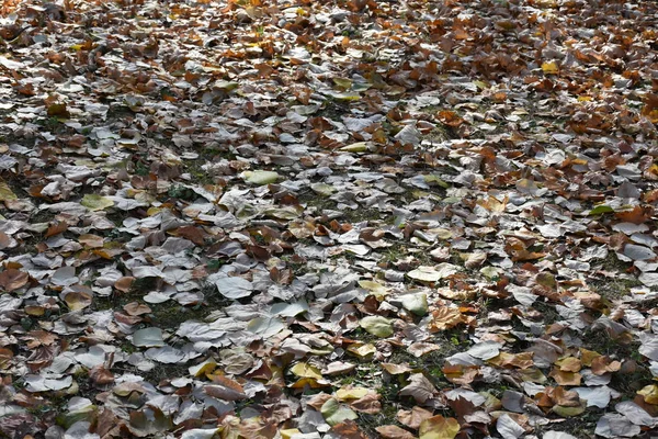 잎사귀들 — 스톡 사진
