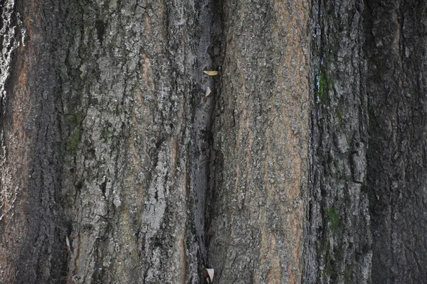 Träd Bark Struktur Närbild — Stockfoto