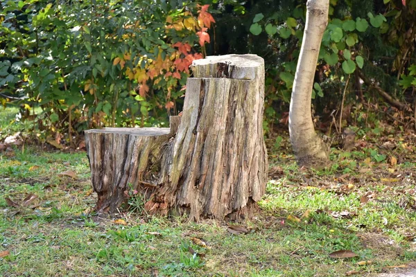 Houten Stomp Het Bos — Stockfoto