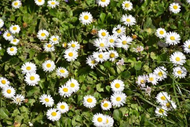 Güzel beyaz çiçekler ve bir bahçe,