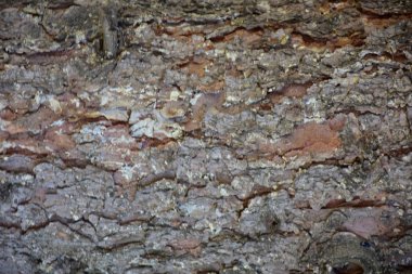 güzel ahşap arkaplan ve doku