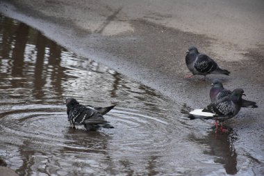 Close up shot of pigeon birds in the park on a summer day