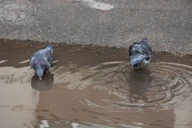 Bir yaz günü parkta güvercin kuşlarının yakın çekimi