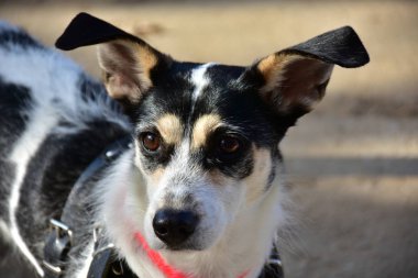 köpek siyah ve beyaz