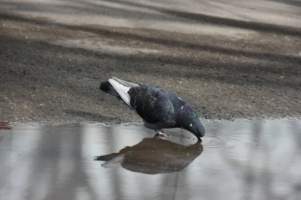 Close Shot Pigeon Bird Park Summer Day — 스톡 사진