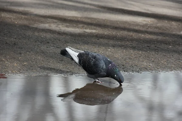 Nahaufnahme Eines Taubenvogels Park Einem Sommertag — Stockfoto