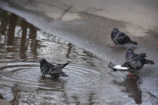 Close Shot Pigeon Birds Park Summer Day — Photo